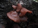 Auricularia americana image