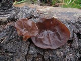 Auricularia americana image