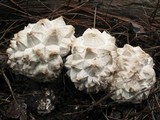 Calvatia sculpta image