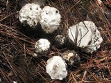 Calvatia sculpta image