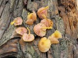 Chromosera cyanophylla image