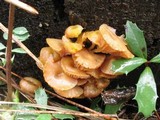 Chromosera cyanophylla image