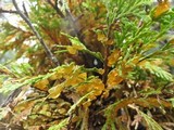 Gymnosporangium libocedri image