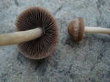 Panaeolus subbalteatus image