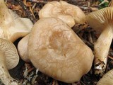 Clitocybe albirhiza image