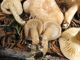 Clitocybe albirhiza image