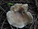 Polyporus leptocephalus image