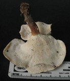 Polyporus leptocephalus image