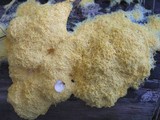 Fuligo septica image