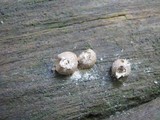Lycogala epidendrum image