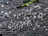 Orbilia crystallina image