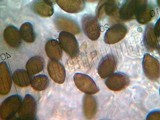 Panaeolus fimicola image