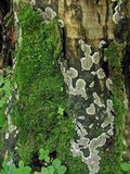 Kretzschmaria deusta image