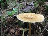 Clitocybe squamulosa image