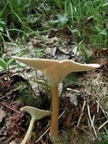 Clitocybe squamulosa image