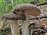 Megacollybia rodmani image