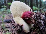 Boletus zelleri image