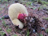 Boletus zelleri image