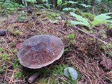 Boletus zelleri image