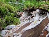Ceratiomyxa fruticulosa var. fruticulosa image