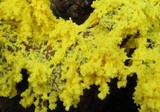 Fuligo septica image