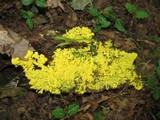 Fuligo septica image