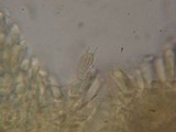 Floccularia albolanaripes image