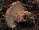 Hygrophorus purpurascens image