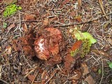 Hygrophorus purpurascens image