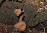 Pachycudonia monticola image