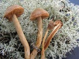 Cortinarius bayeri image
