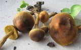 Cortinarius olivaceofuscus image