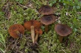 Cortinarius cinnamomeus image