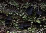 Pseudoplectania melaena image
