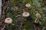 Lichenomphalia umbellifera image