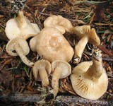 Clitocybe albirhiza image