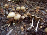 Psathyrella tephrophylla image
