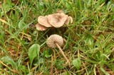 Nolanea pusillipapillata image