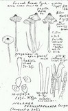 Nolanea pusillipapillata image