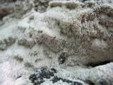 Antrodia albida image