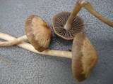 Panaeolus subbalteatus image
