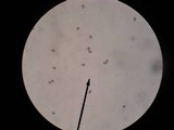 Panaeolus subbalteatus image