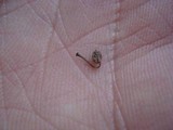 Mycena corticola image