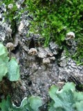 Mycena corticola image