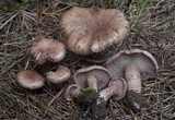 Cleistocybe vernalis image