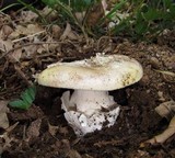 Amanita vernicoccora image