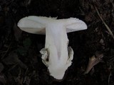 Amanita vernicoccora image