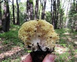 Ramaria rasilispora image