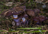 Cortinarius archeri image