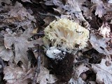 Ramaria rasilispora image